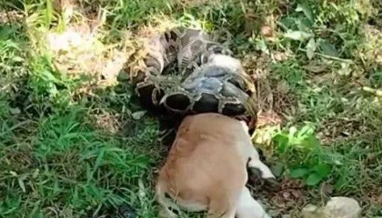 广东一条蟒蛇吞食牛犊,发现时牛头已经被吞下一半,当地:属保护动物,已放生