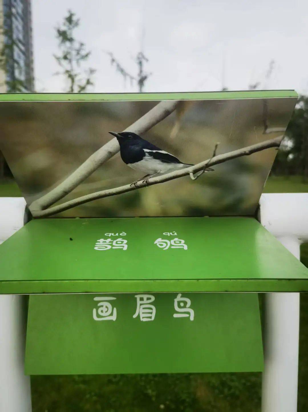 从明代的一粒沙到今日的金融岛