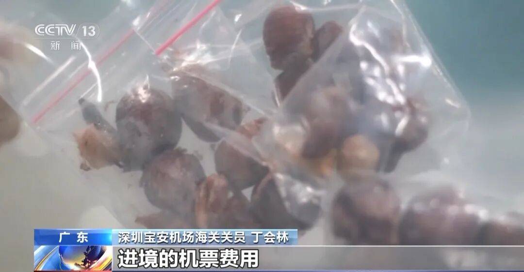 掀开衣服,密密麻麻!200多只活虫惊现深圳机场……