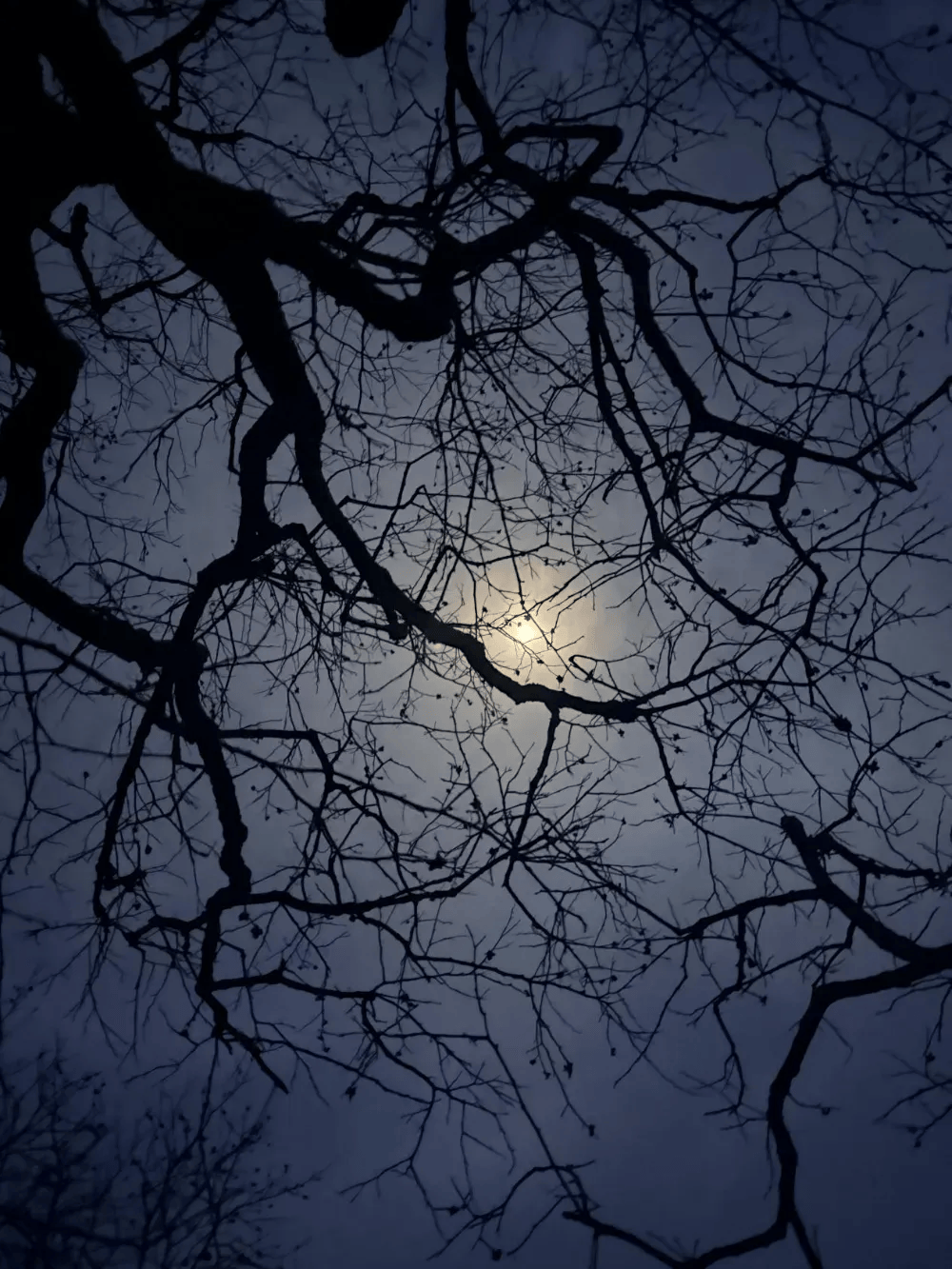 五百块从树农手里买走，数万、十几万卖到别墅区：一棵老柿树的奇幻漂流