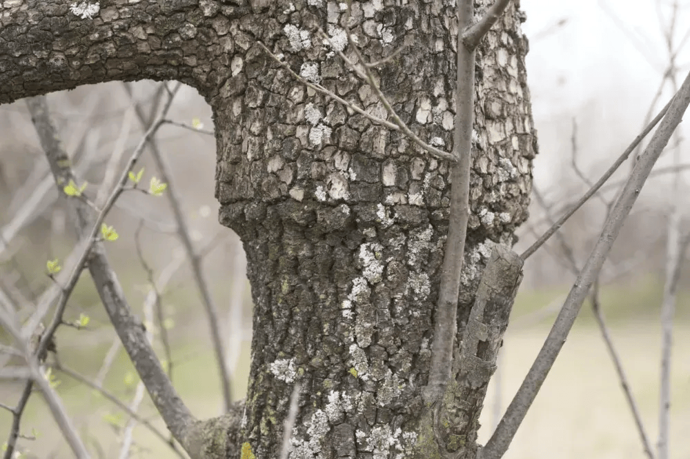 五百块从树农手里买走，数万、十几万卖到别墅区：一棵老柿树的奇幻漂流