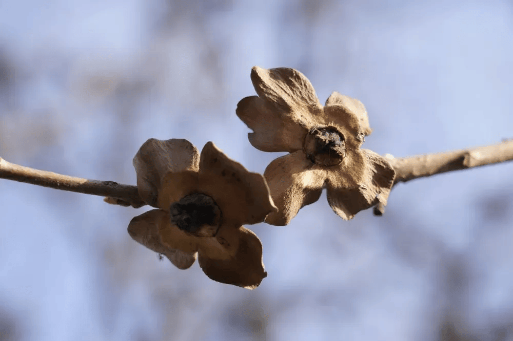 五百块从树农手里买走，数万、十几万卖到别墅区：一棵老柿树的奇幻漂流
